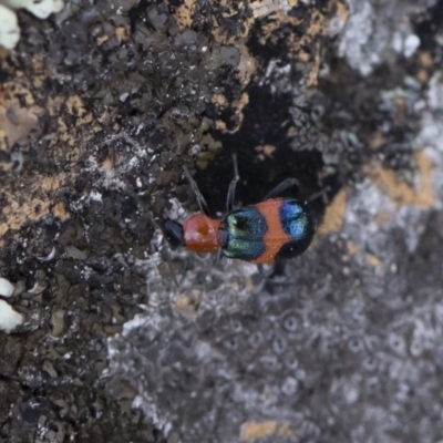 Dicranolaius cinctus (Notched-leg Red & Blue Flower Beetle) at Michelago, NSW - 12 Jan 2019 by Illilanga