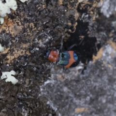 Dicranolaius bellulus at Michelago, NSW - 12 Jan 2019 11:09 AM