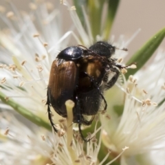 Phyllotocus navicularis (Nectar scarab) at Michelago, NSW - 23 Dec 2018 by Illilanga
