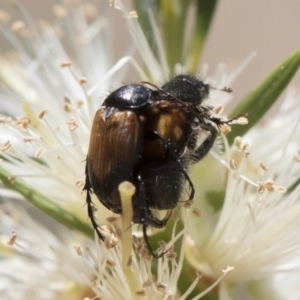 Phyllotocus navicularis at Michelago, NSW - 23 Dec 2018