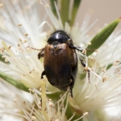 Phyllotocus navicularis at Michelago, NSW - 23 Dec 2018 02:24 PM