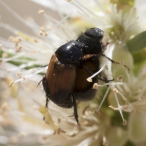 Phyllotocus navicularis at Michelago, NSW - 23 Dec 2018 02:24 PM