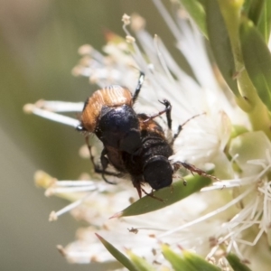 Phyllotocus navicularis at Michelago, NSW - 23 Dec 2018 02:24 PM