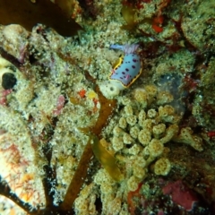 Hypselodoris bennetti at Tathra, NSW - 18 Apr 2020 by MinkaWaratah