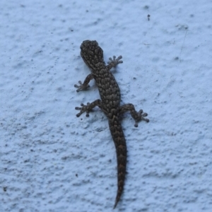 Christinus marmoratus at Hughes, ACT - 14 May 2020