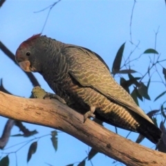 Callocephalon fimbriatum at Hughes, ACT - 12 May 2020