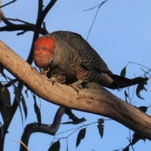 Callocephalon fimbriatum at Hughes, ACT - 12 May 2020