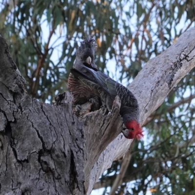 Callocephalon fimbriatum (Gang-gang Cockatoo) at Hughes, ACT - 13 May 2020 by JackyF