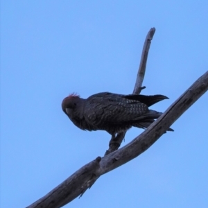 Callocephalon fimbriatum at Hughes, ACT - suppressed