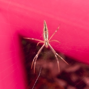 Argiope protensa at Michelago, NSW - 10 Feb 2020