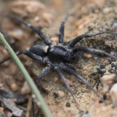 Miturgidae (family) - 1 Jan 1900 by Illilanga