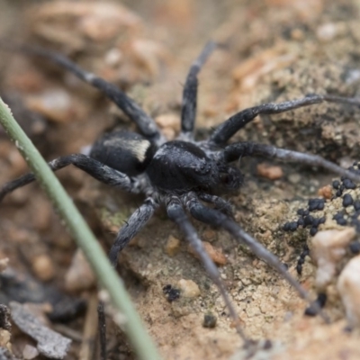 Miturgidae (family) at Michelago, NSW - 30 Mar 2019 by Illilanga