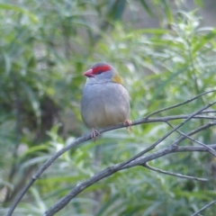 Neochmia temporalis (Red-browed Finch) at Black Range, NSW - 14 May 2020 by MatthewHiggins