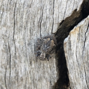 Servaea sp. (genus) at Michelago, NSW - 21 Oct 2019