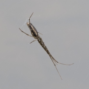 Tetragnatha sp. (genus) at Michelago, NSW - 17 Mar 2019 01:14 PM