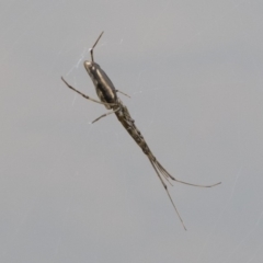 Tetragnatha sp. (genus) at Michelago, NSW - 17 Mar 2019 01:14 PM