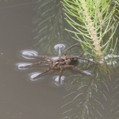 Pisauridae (family) (Water spider) at Michelago, NSW - 17 Mar 2019 by Illilanga
