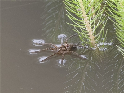 Pisauridae (family) (Water spider) at Michelago, NSW - 17 Mar 2019 by Illilanga