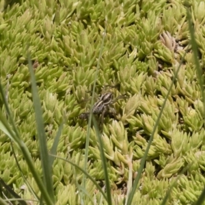 Artoriopsis sp. (genus) at Michelago, NSW - 3 Dec 2018