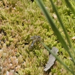 Artoriopsis sp. (genus) at Michelago, NSW - 3 Dec 2018