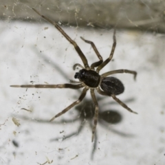 Badumna sp. (genus) (Lattice-web spider) at Michelago, NSW - 2 Oct 2018 by Illilanga