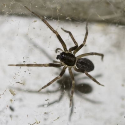 Badumna (genus) (Lattice-web spider) at Michelago, NSW - 2 Oct 2018 by Illilanga