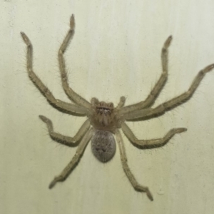 Sparassidae (family) at Michelago, NSW - 2 Oct 2018