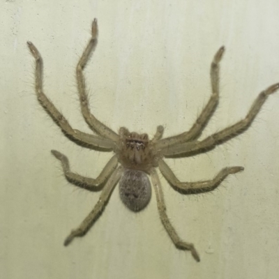 Sparassidae (family) (A Huntsman Spider) at Michelago, NSW - 2 Oct 2018 by Illilanga