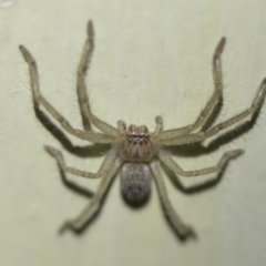 Sparassidae (family) at Michelago, NSW - 2 Oct 2018 07:58 PM