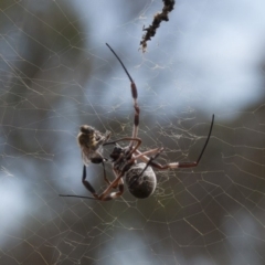 Trichonephila edulis (Golden orb weaver) at Michelago, NSW - 14 Apr 2013 by Illilanga