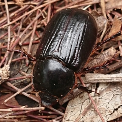 Dynastinae (subfamily) (Unidentified rhinoceros or elephant beetle) at Evatt, ACT - 13 Mar 2020 by DerekC