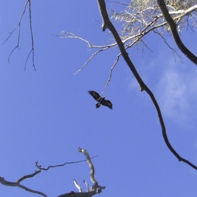 Aquila audax (Wedge-tailed Eagle) at Michelago, NSW - 30 Jan 2010 by Illilanga