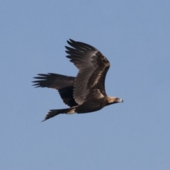 Aquila audax (Wedge-tailed Eagle) at Michelago, NSW - 26 Feb 2011 by Illilanga