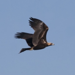 Aquila audax at Michelago, NSW - 26 Feb 2011