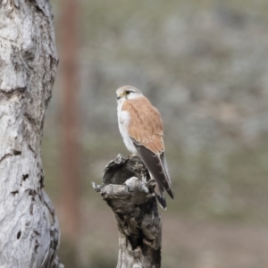 Falco cenchroides at Michelago, NSW - 5 Oct 2019