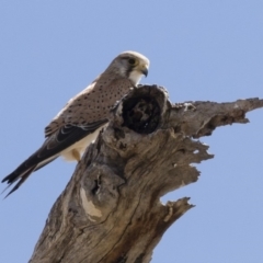 Falco cenchroides (Nankeen Kestrel) at Michelago, NSW - 6 Oct 2019 by Illilanga