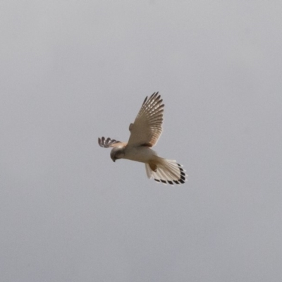 Falco cenchroides (Nankeen Kestrel) at Michelago, NSW - 7 Nov 2011 by Illilanga