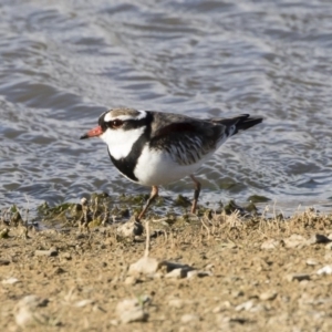 Charadrius melanops at Michelago, NSW - 7 Sep 2019