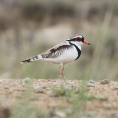 Charadrius melanops (Black-fronted Dotterel) at Illilanga & Baroona - 4 Nov 2019 by Illilanga