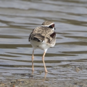 Charadrius melanops at Michelago, NSW - 4 Nov 2019 07:49 AM