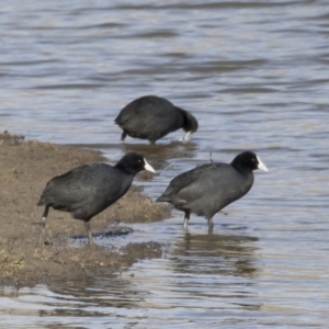 Fulica atra at Michelago, NSW - 22 Jun 2019 11:41 AM