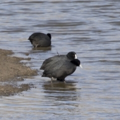 Fulica atra at Michelago, NSW - 22 Jun 2019 11:41 AM