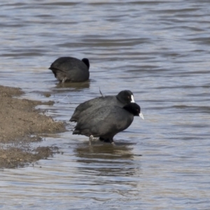 Fulica atra at Michelago, NSW - 22 Jun 2019