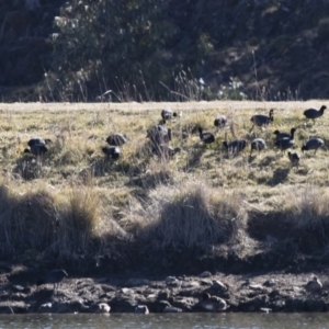 Fulica atra at Michelago, NSW - 29 Jul 2017