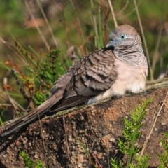 Geopelia placida (Peaceful Dove) at Stromlo, ACT - 13 Sep 2009 by Harrisi