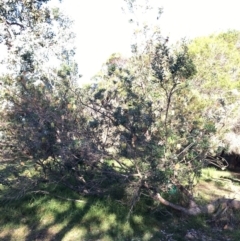 Banksia integrifolia subsp. integrifolia (Coast Banksia) at North Tura - 14 May 2020 by Carine