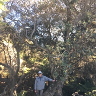 Banksia integrifolia subsp. integrifolia (Coast Banksia) at Tura Beach, NSW - 14 May 2020 by Carine