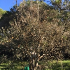 Banksia integrifolia subsp. integrifolia (Coast Banksia) at North Tura - 14 May 2020 by Carine