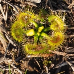 Drosera sp. (A Sundew) at Hackett, ACT - 14 May 2020 by Rheardy