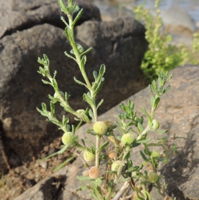 Centipeda cunninghamii (Common Sneezeweed) at Bullen Range - 22 Jan 2020 by michaelb